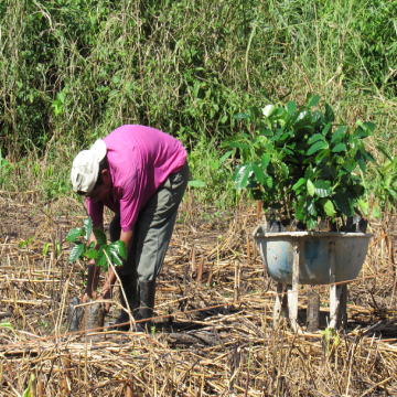 reforestation