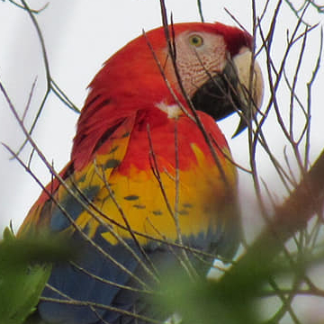 Scarlet Macaw picture